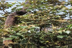 Mallotus tetracoccus